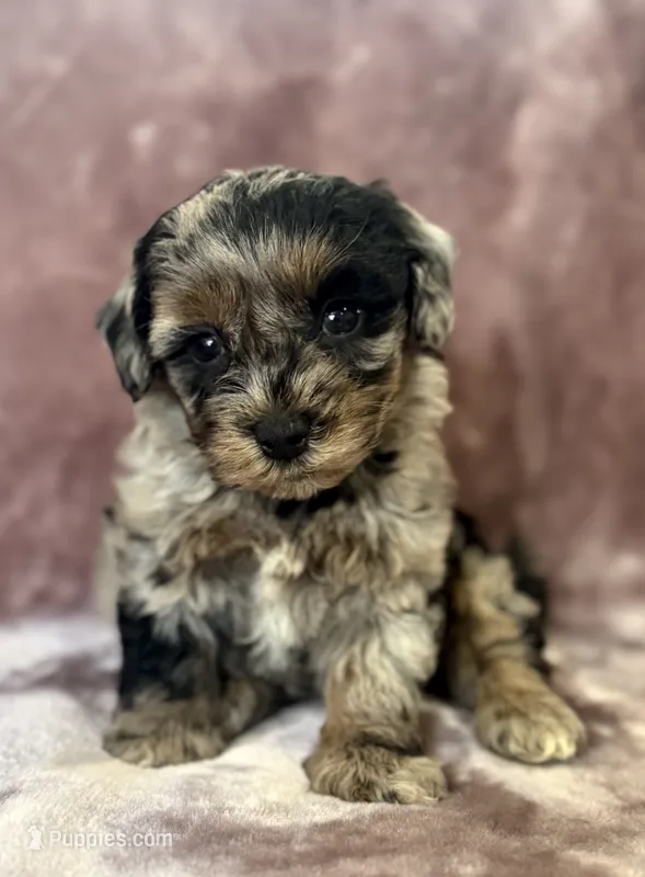 Flurry Tri Blue Merle  – Havapoo puppy on hold in Worley, ID