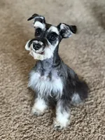 AKC Max , a male Miniature Schnauzer for sale in Worley, ID – 4 of 5
