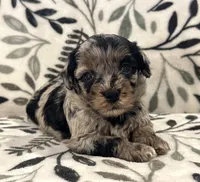Flurry Tri Blue Merle , a male Havapoo for sale in Worley, ID – 3 of 5