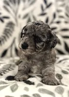 Misty Blue Merle, a female Havapoo for sale in Worley, ID – 2 of 5