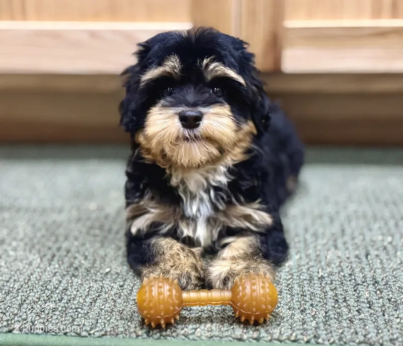 Havapoo puppy expected!  – Havapoo puppy for sale in Worley, ID