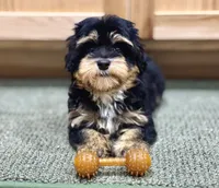 Havapoo puppy expected! , a  Havapoo for sale in Worley, ID – 1 of 4