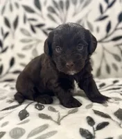 Thunder Chocolate Tuxedo , a male Havapoo for sale in Worley, ID – 2 of 5