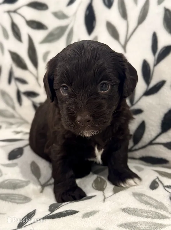 Thunder Chocolate Tuxedo  – Havapoo puppy for sale in Worley, ID