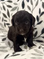 Thunder Chocolate Tuxedo , a male Havapoo for sale in Worley, ID – 1 of 5