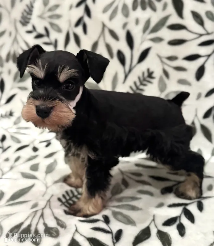 AKC Max  – Miniature Schnauzer puppy for sale in Worley, ID