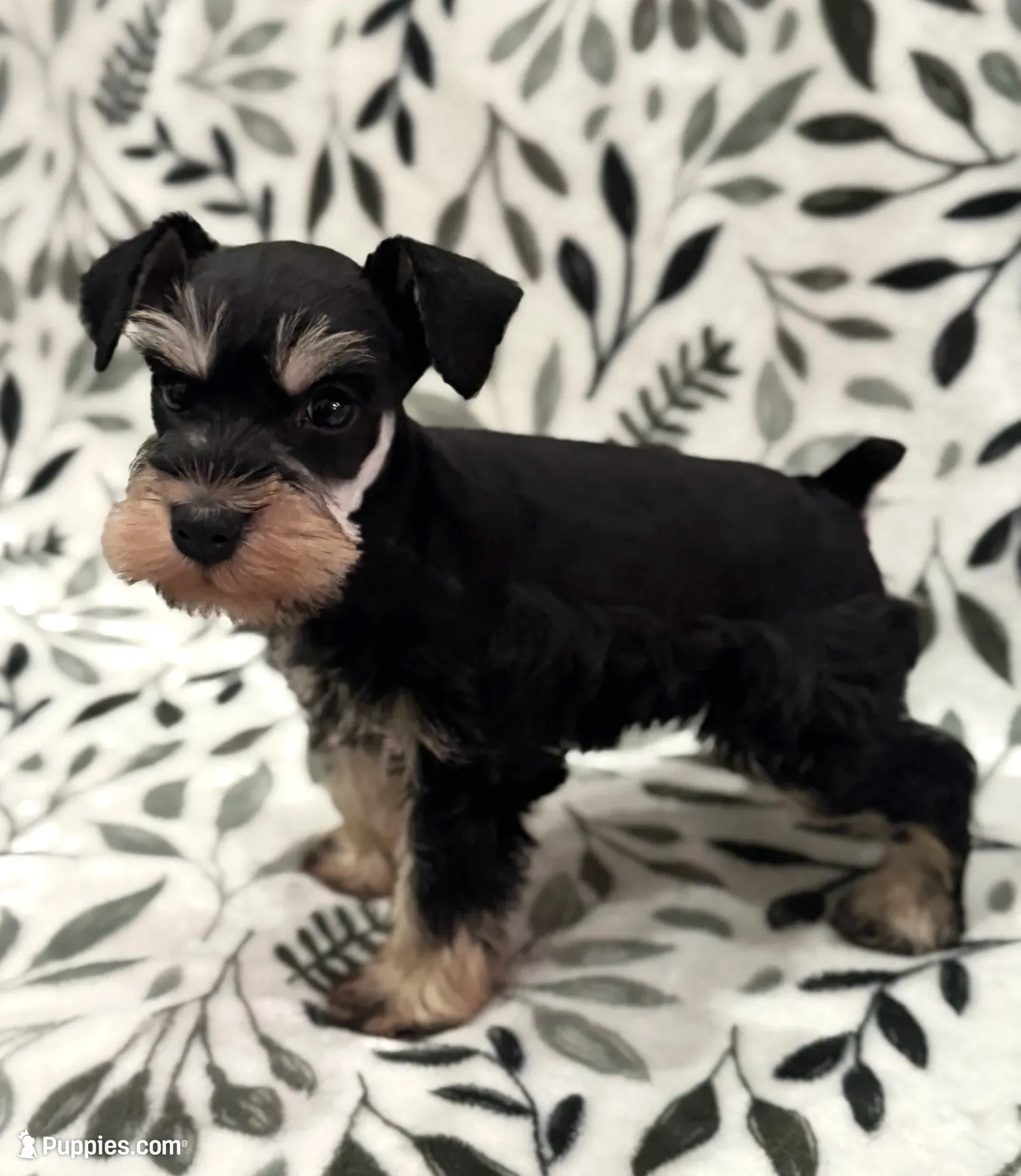 AKC Max , a male Miniature Schnauzer for sale in Worley, ID – 1 of 5