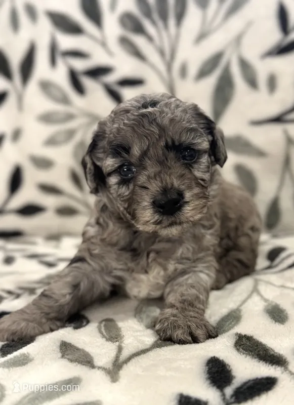 Misty Blue Merle – Havapoo puppy for sale in Worley, ID