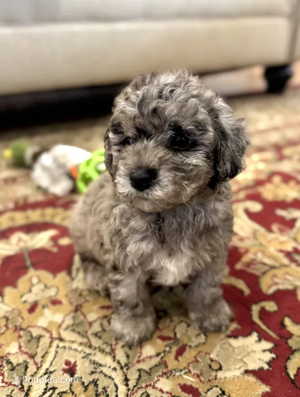 Misty Blue Merle – Havapoo puppy for sale in Worley, ID