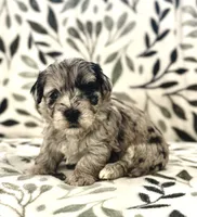 Breeze Female Blue Merle , a female Havapoo for sale in Worley, ID – 5 of 7