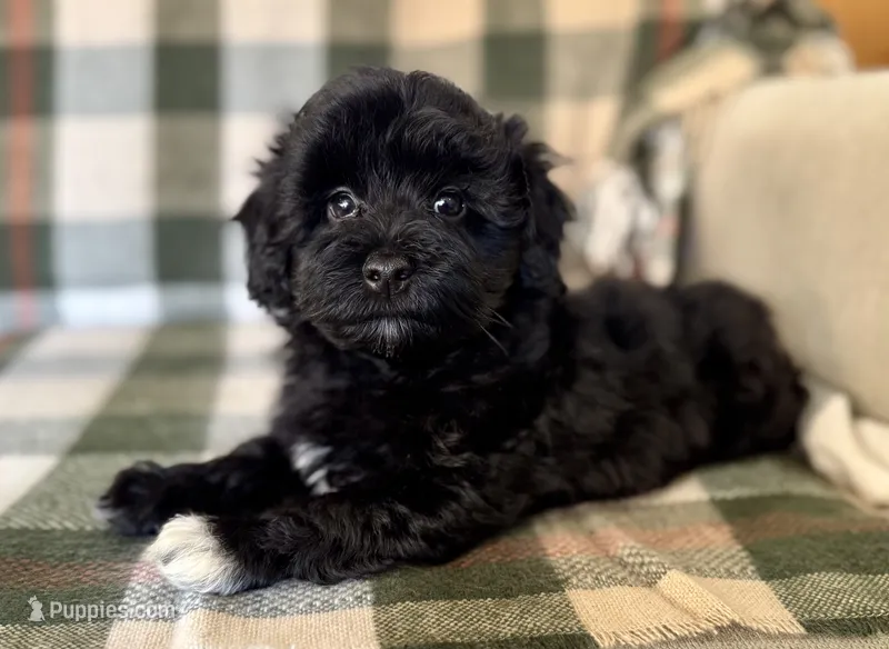 Storm Black and White Tuxedo  – Havapoo puppy for sale in Worley, ID