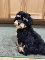 Havapoo puppy expected! , a  Havapoo for sale in Worley, ID – 2 of 4