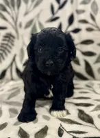 Storm Black and White Tuxedo , a male Havapoo for sale in Worley, ID – 2 of 5