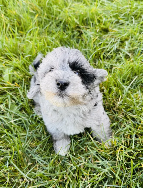 Breeze Female Blue Merle  – Havapoo puppy for sale in Worley, ID