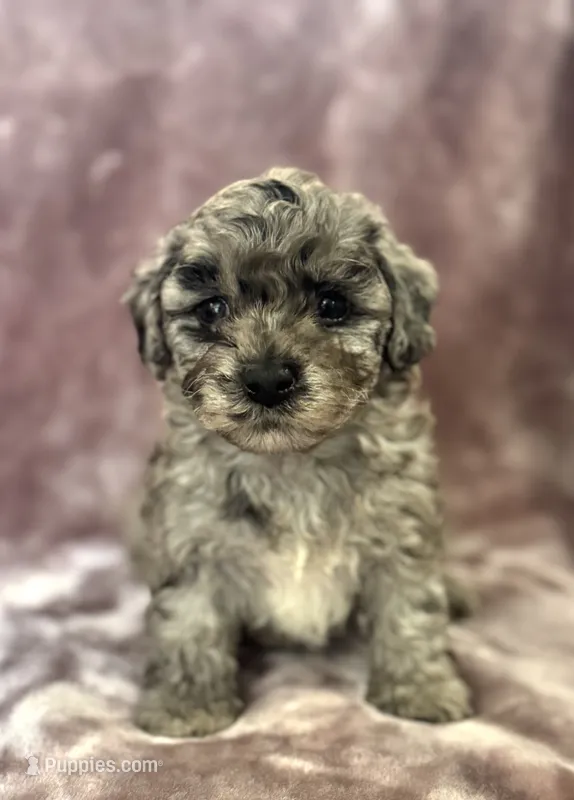 Misty Blue Merle – Havapoo puppy for sale in Worley, ID