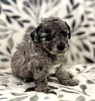 Misty Blue Merle, a female Havapoo for sale in Worley, ID – 3 of 5