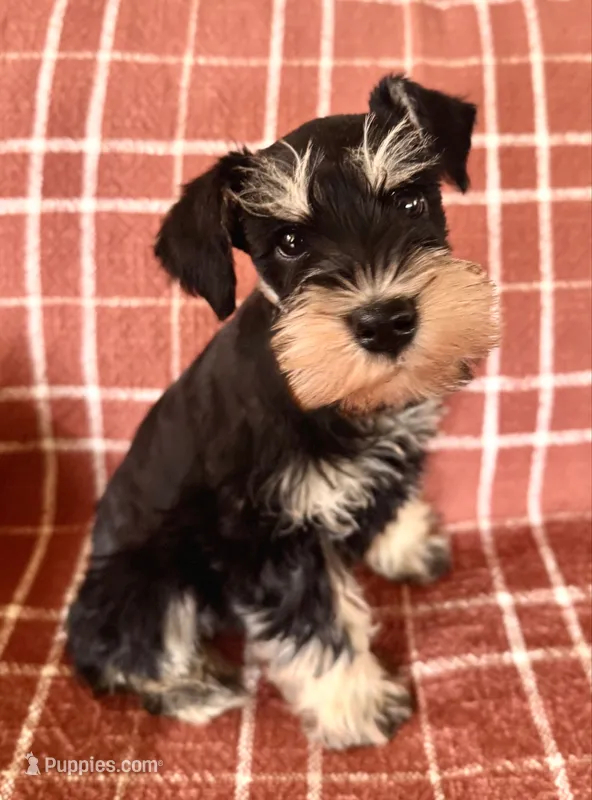 AKC Max  – Miniature Schnauzer puppy for sale in Worley, ID