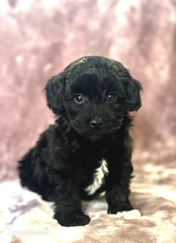 Storm Black and White Tuxedo  – Havapoo puppy for sale in Worley, ID