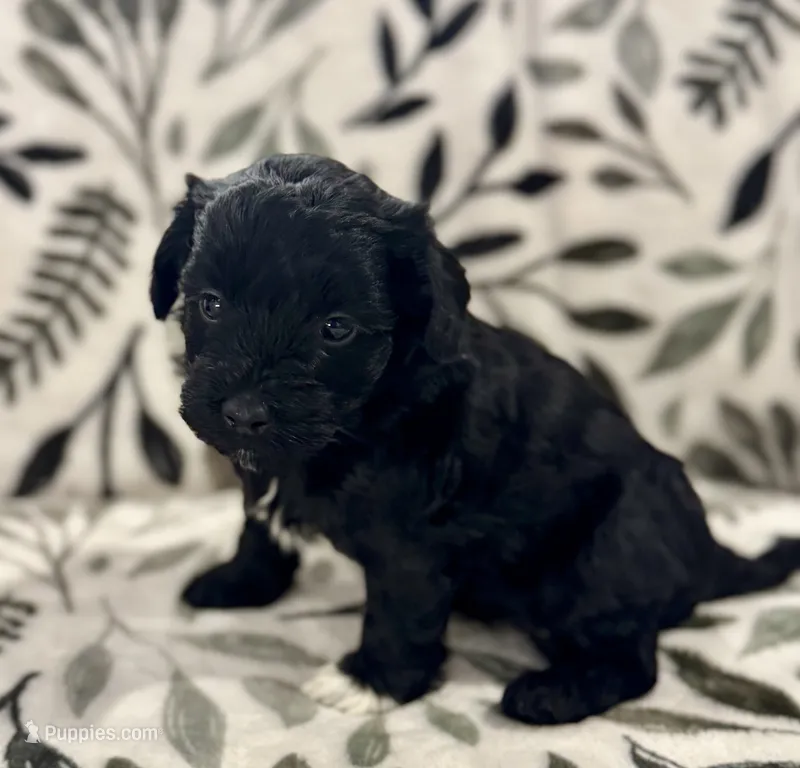 Storm Black and White Tuxedo  – Havapoo puppy for sale in Worley, ID
