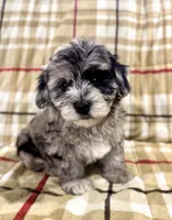 Breeze Female Blue Merle , a female Havapoo for sale in Worley, ID – 3 of 7