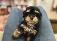 Havapoo puppy expected! , a  Havapoo for sale in Worley, ID – 3 of 4