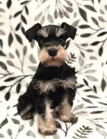AKC Max , a male Miniature Schnauzer for sale in Worley, ID – 2 of 5