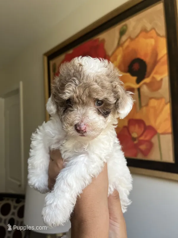 Julio – Poodle - Toy  puppy for sale in Cornelius, NC
