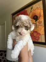 Julio, a male Poodle - Toy  for sale in Cornelius, NC – 1 of 5