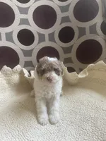Julio, a male Poodle - Toy  for sale in Cornelius, NC – 5 of 5