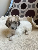 Tito, a male Poodle - Toy  for sale in Cornelius, NC – 2 of 3