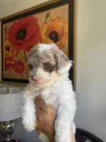 Julio, a male Poodle - Toy  for sale in Cornelius, NC – 2 of 5