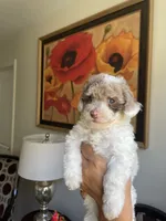 Julio, a male Poodle - Toy  for sale in Cornelius, NC – 4 of 5