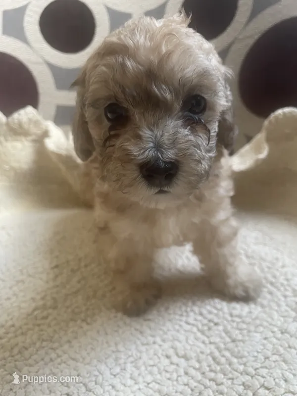 Maria  – Poodle - Toy  puppy for sale in Cornelius, NC