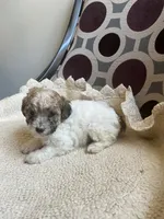 Tito, a male Poodle - Toy  for sale in Cornelius, NC – 3 of 3