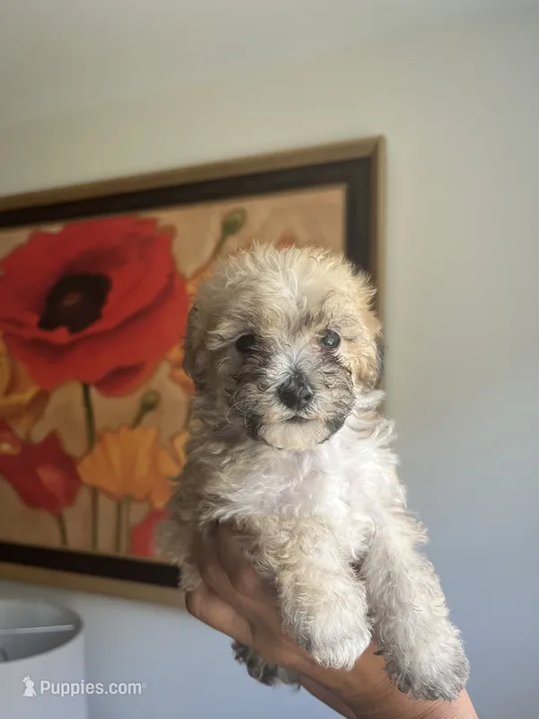 Celene – Poodle - Toy  puppy for sale in Cornelius, NC