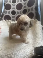 Maria , a female Poodle - Toy  for sale in Cornelius, NC – 5 of 9