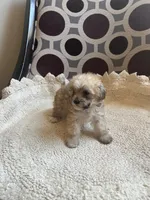 Celene, a female Poodle - Toy  for sale in Cornelius, NC – 3 of 5