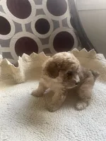 Maria , a female Poodle - Toy  for sale in Cornelius, NC – 3 of 9