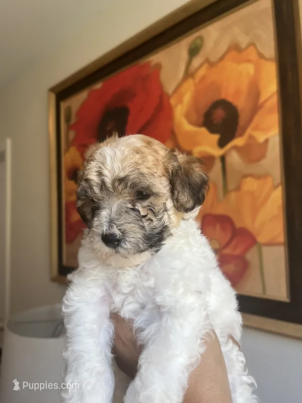Tito – Poodle - Toy  puppy for sale in Cornelius, NC