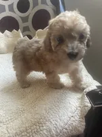 Maria , a female Poodle - Toy  for sale in Cornelius, NC – 9 of 9
