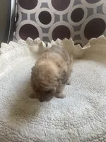 Maria , a female Poodle - Toy  for sale in Cornelius, NC – 2 of 9
