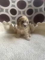 Maria , a female Poodle - Toy  for sale in Cornelius, NC – 7 of 9