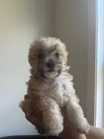Celene, a female Poodle - Toy  for sale in Cornelius, NC – 2 of 5