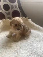 Maria , a female Poodle - Toy  for sale in Cornelius, NC – 4 of 9