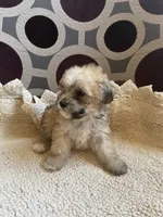 Celene, a female Poodle - Toy  for sale in Cornelius, NC – 4 of 5
