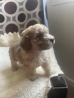 Maria , a female Poodle - Toy  for sale in Cornelius, NC – 8 of 9