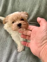 Mick , a male Yorkshire Terrier for sale in Pensacola, FL – Photo 1 of 4