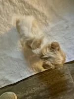 Mick , a male Yorkshire Terrier for sale in Pensacola, FL – Photo 4 of 4