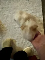 Mick , a male Yorkshire Terrier for sale in Pensacola, FL – Photo 2 of 4