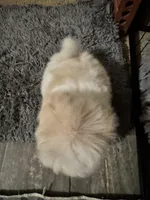 Brandy , a female Yorkshire Terrier for sale in Pensacola, FL – Photo 3 of 4